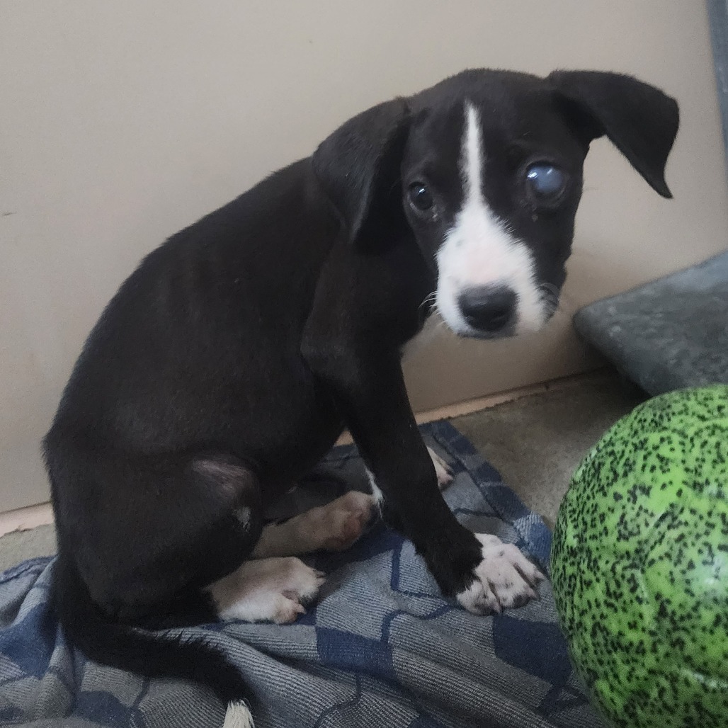 Kennel#27 Cici's preview photo