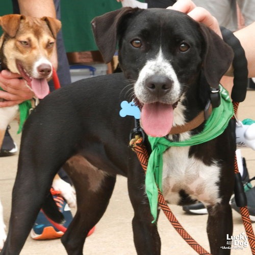 MELODY - Retriever, Labrador / Mixed Breed (Medium) available for adoption