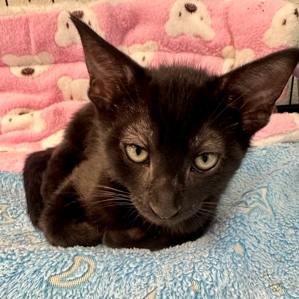 Kiwi the cat