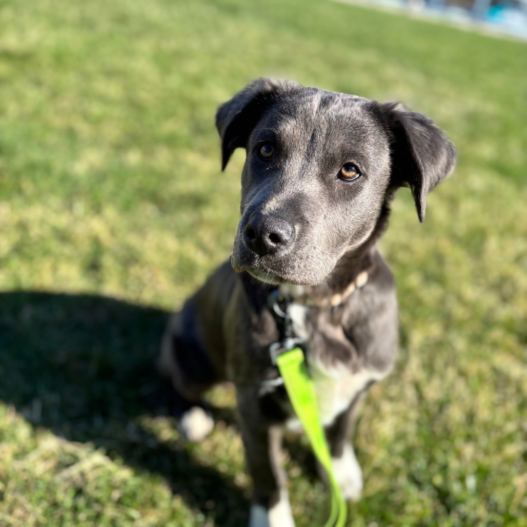 Blue is available for adoption at Anderson Humane