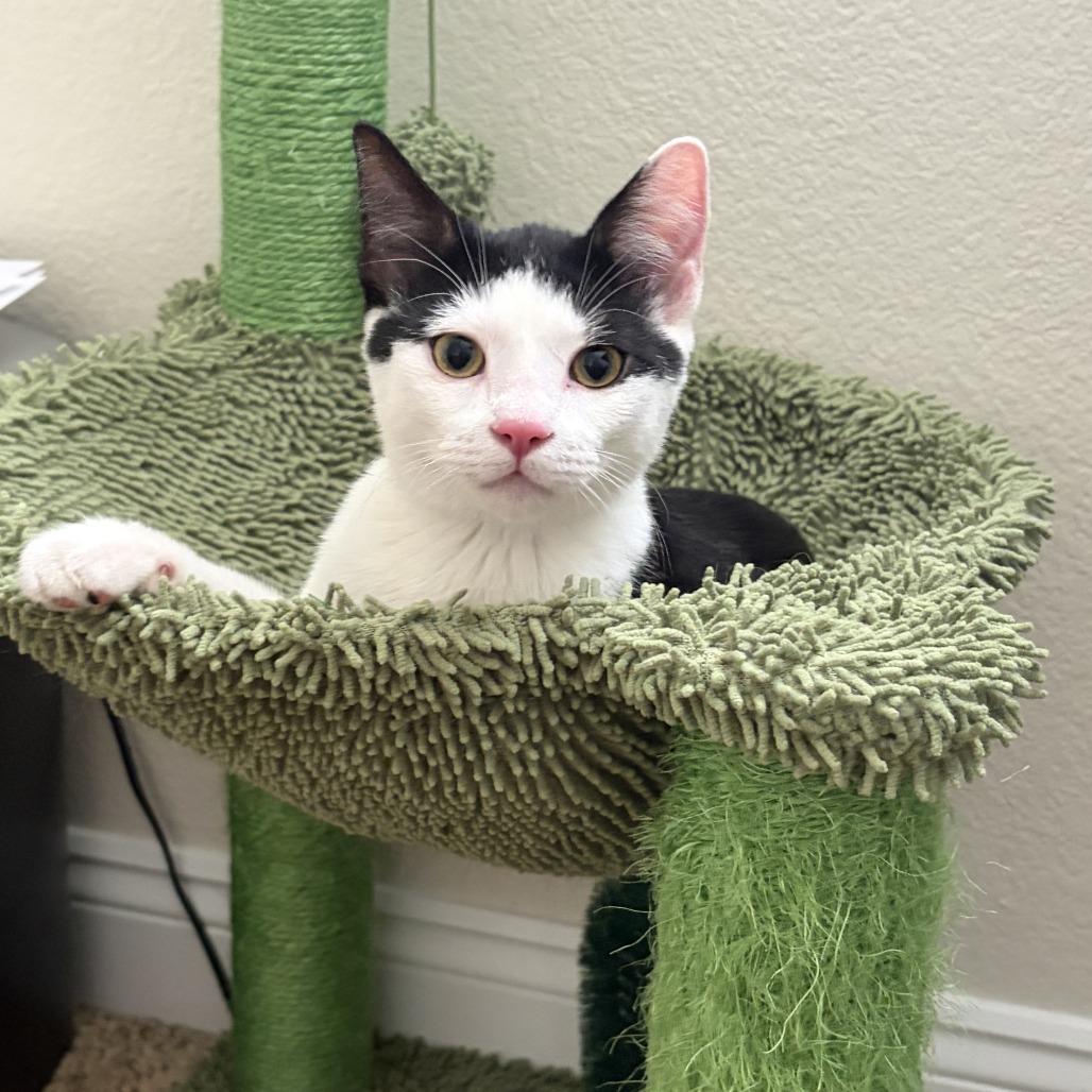 DIESEL - Domestic Shorthair available for adoption