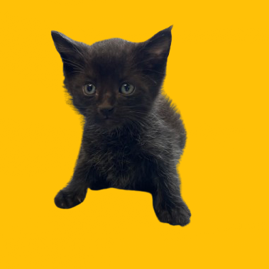 Tusc Stray 80748