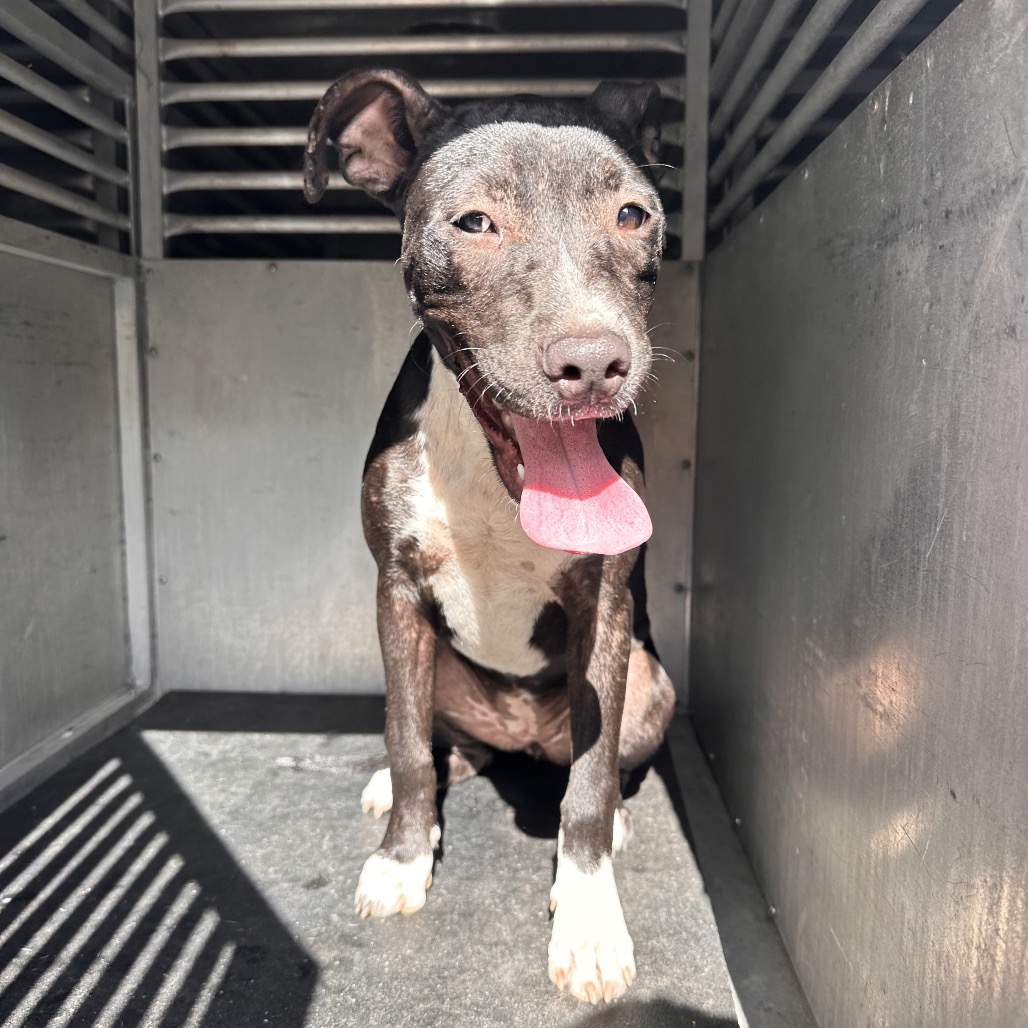 Nicola, available for adoption at PVAS