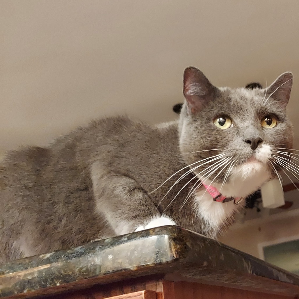 Applesauce, photo 26