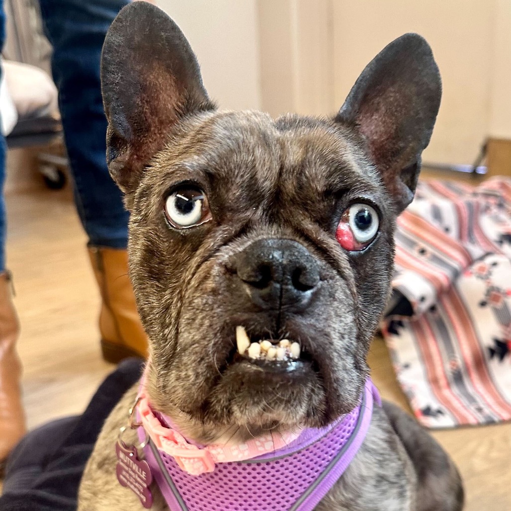 Vine 13851 — thumbnail 2