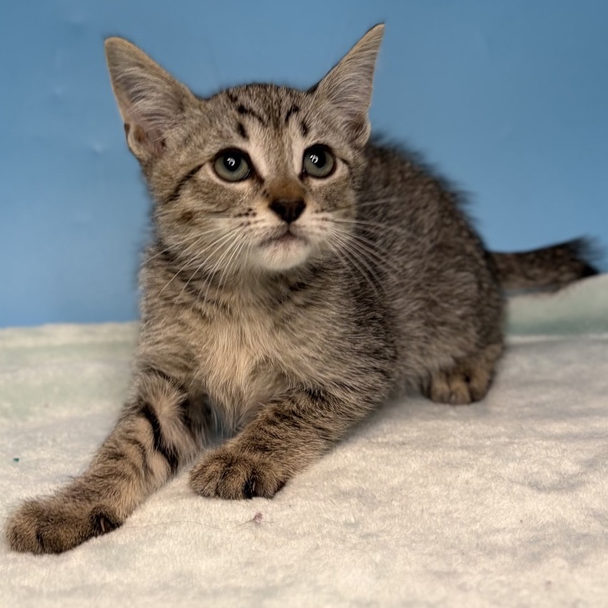 ESTRIPE - Domestic Medium Hair available for adoption