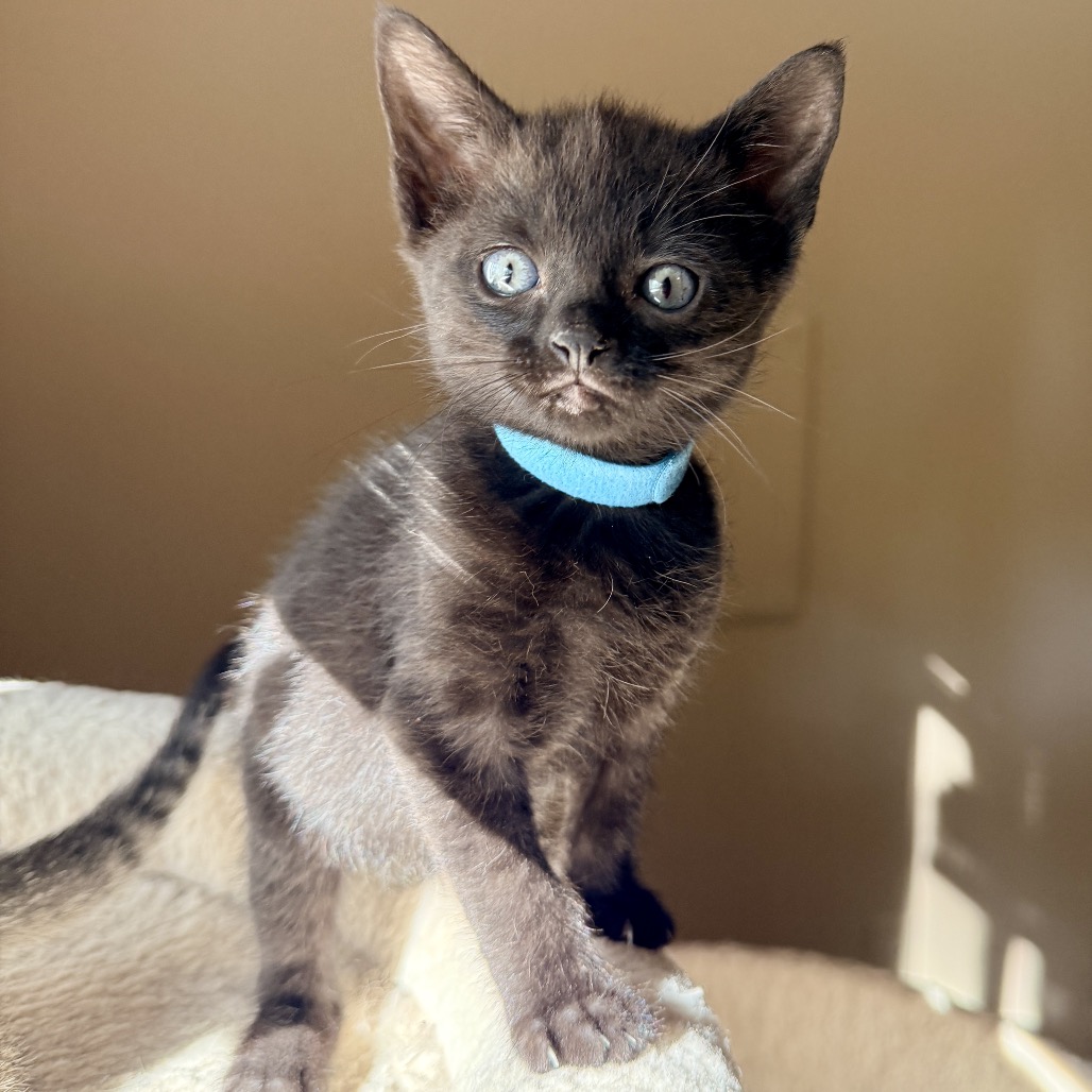 CHESSIE - Domestic Shorthair available for adoption