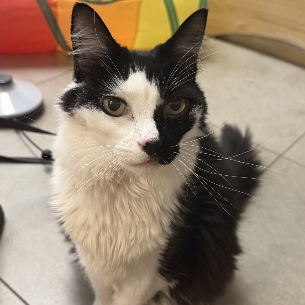 SMUDGE - Domestic Longhair available for adoption