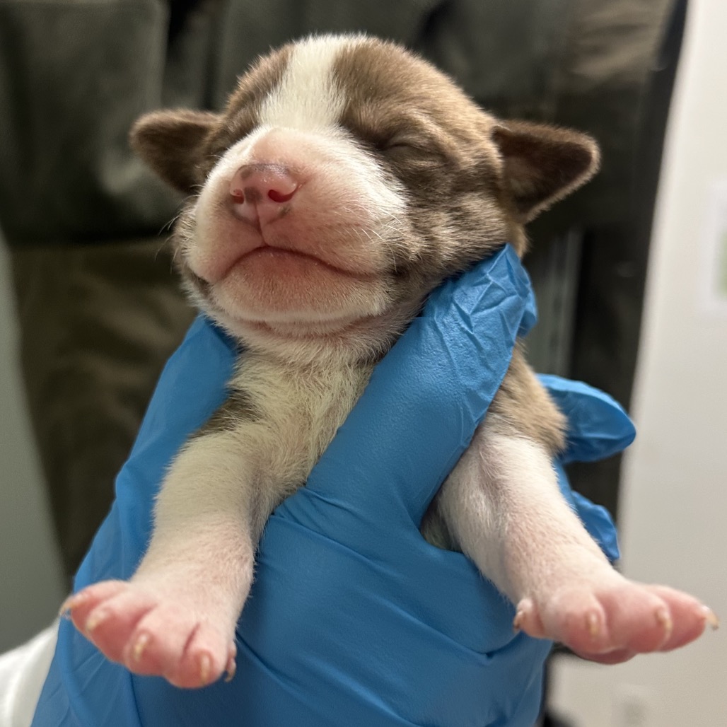 Donna — thumbnail 2