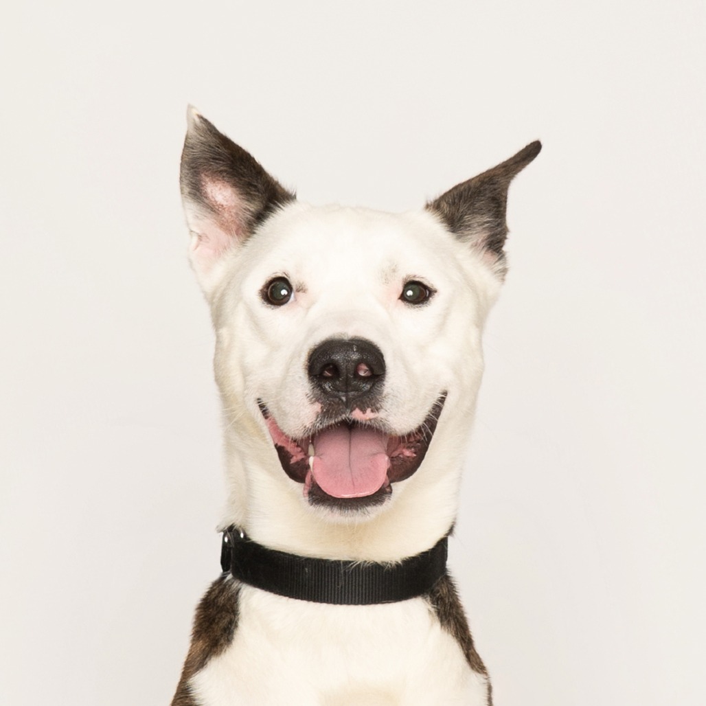 Koda — thumbnail 3