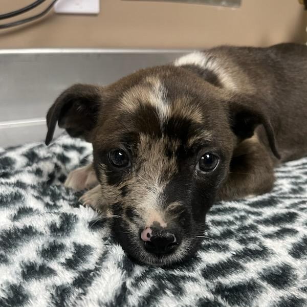 Kennel#7a's preview photo