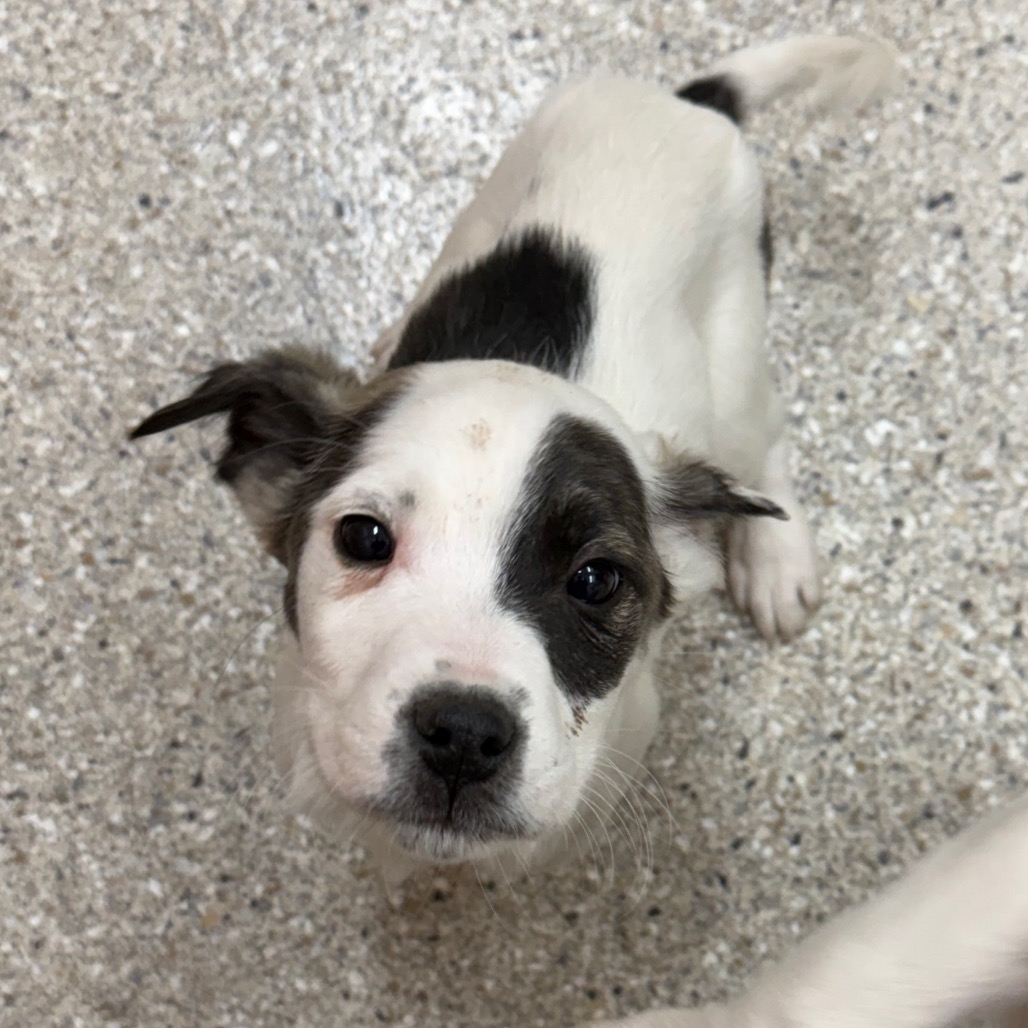 Waldorf — thumbnail 4