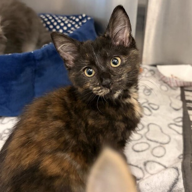 BROWNIE - Domestic Shorthair available for adoption
