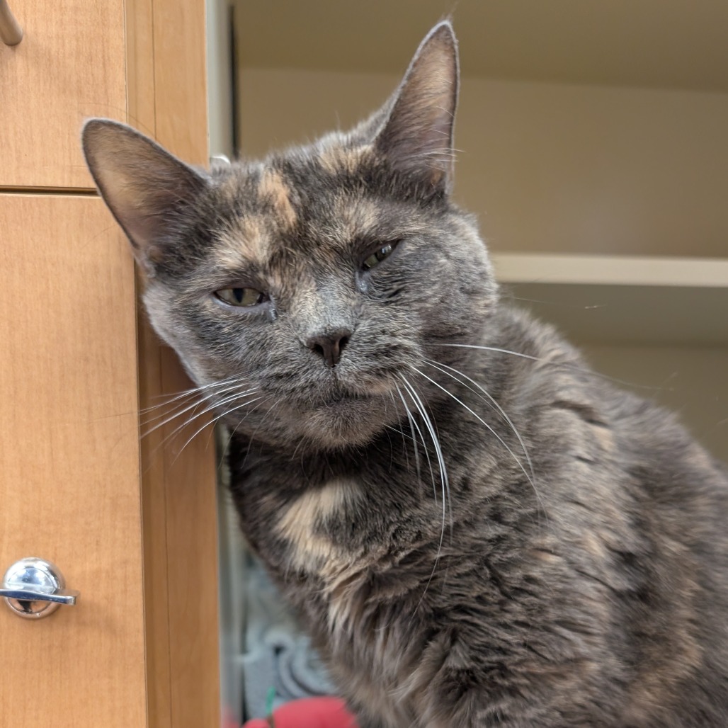Dolly Purrton, photo 3