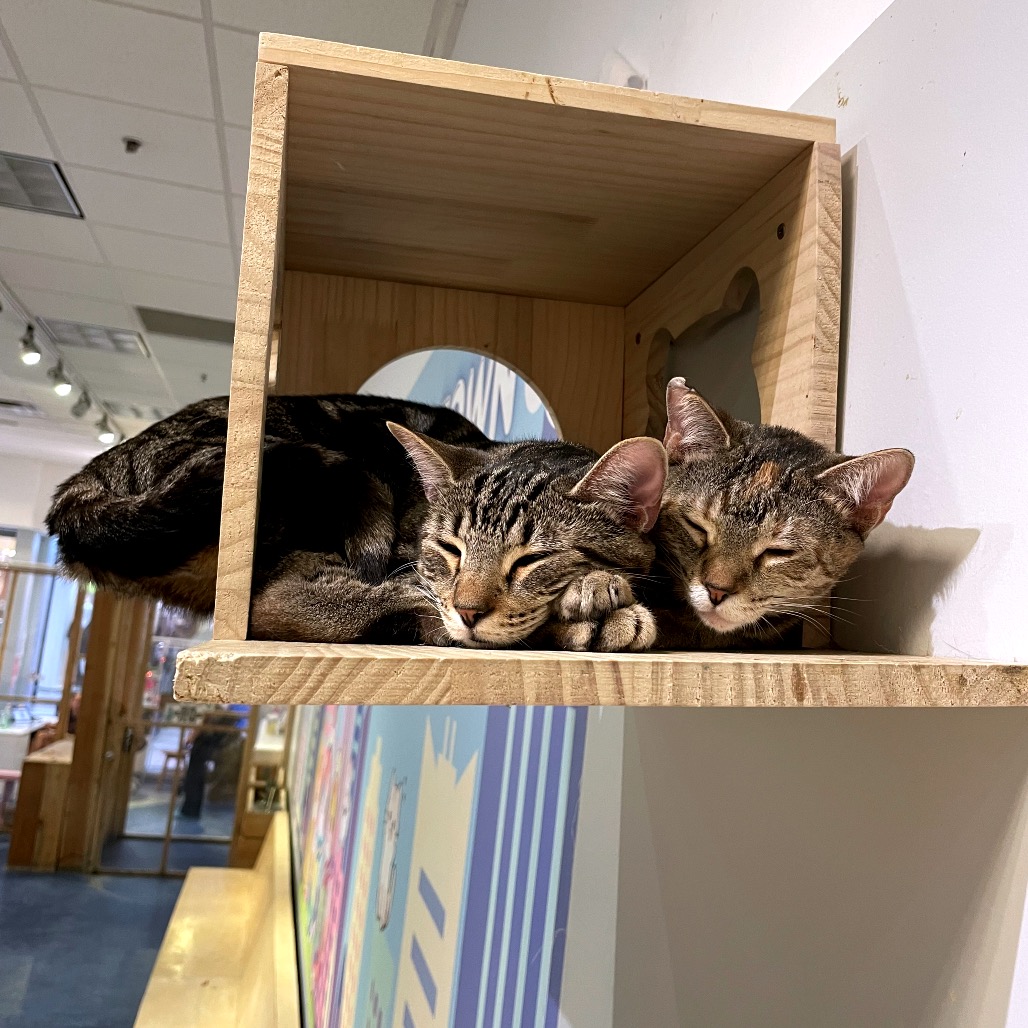 Mr. Meowgi, photo 7