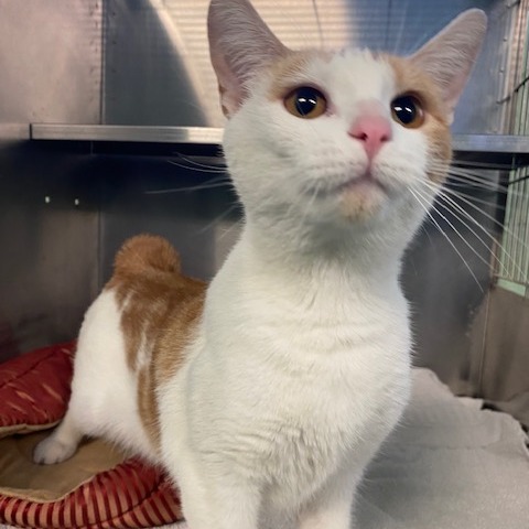 RUE - Domestic Shorthair available for adoption