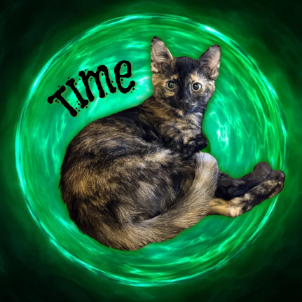 TIME - Domestic Shorthair for adoption in Mesa