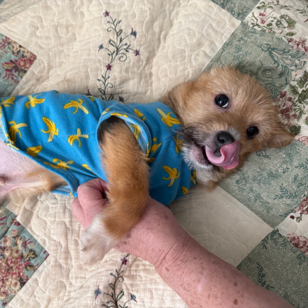 Cheeto is available for adoption at Full Circle Rescue and Sanctuary