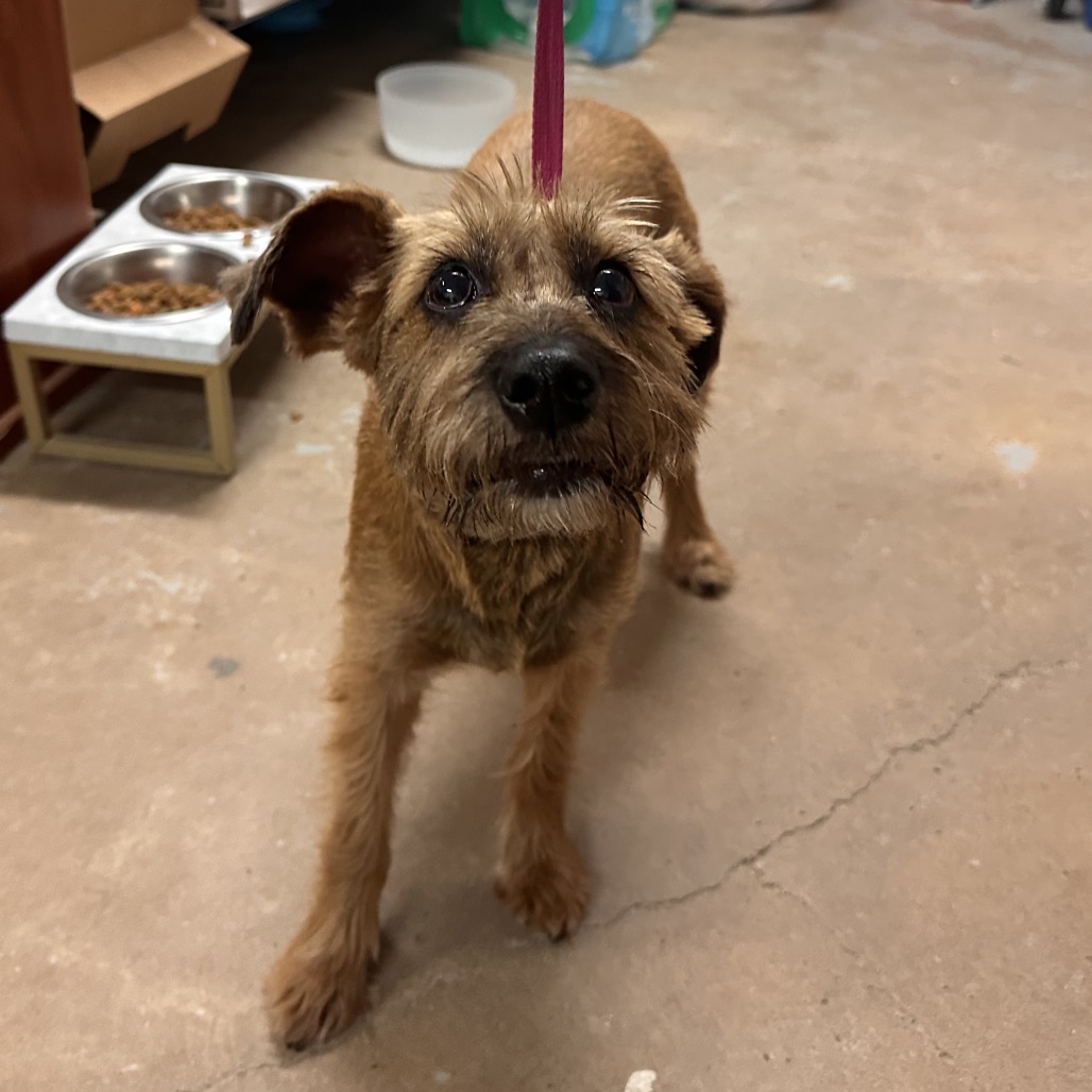 XENA (SAGE) - Schnauzer / Miniature available for adoption