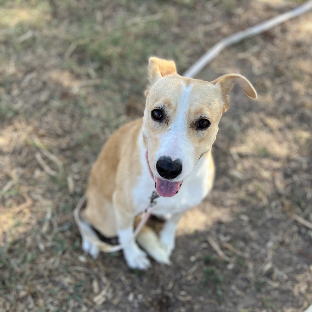 LUCY - Carolina Dog / Mixed Breed (Large) available for adoption