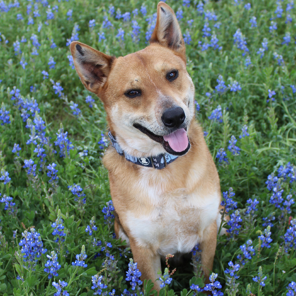 Reagan, photo 14