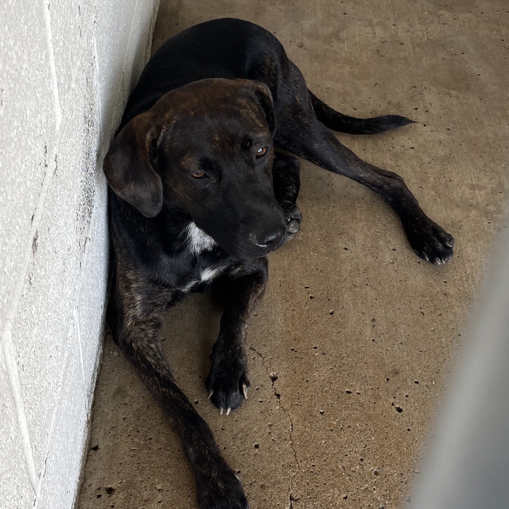 NENA - Retriever, Black Labrador / Mixed Breed (Medium) available for adoption