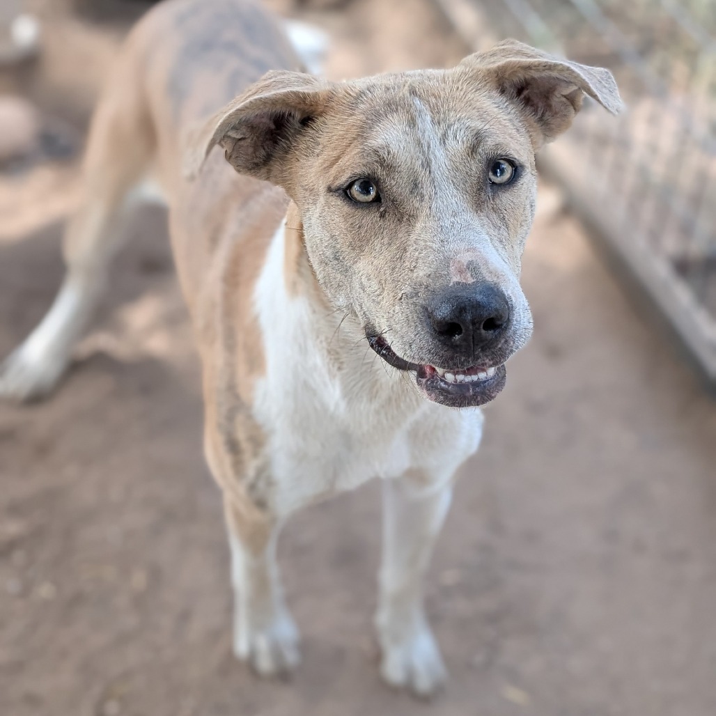 HELEN - Terrier, American Staffordshire / Mixed Breed (Medium) available for adoption