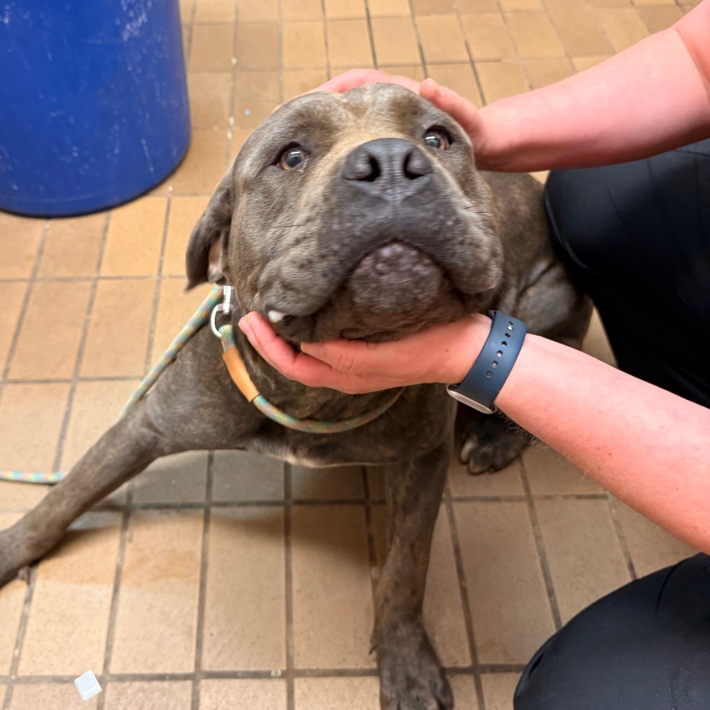 Mastiff