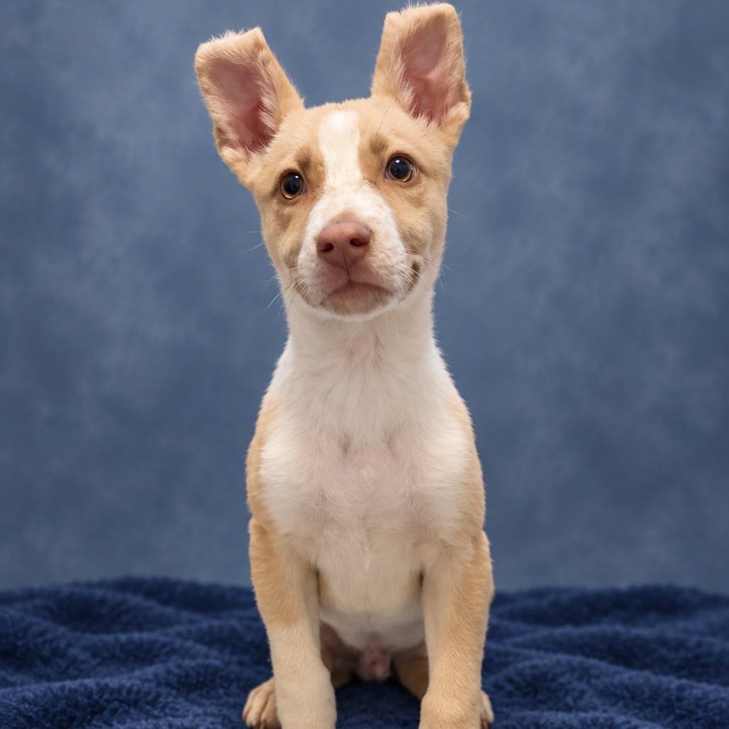 LOAF - Carolina Dog / Husky for adoption in San Antonio