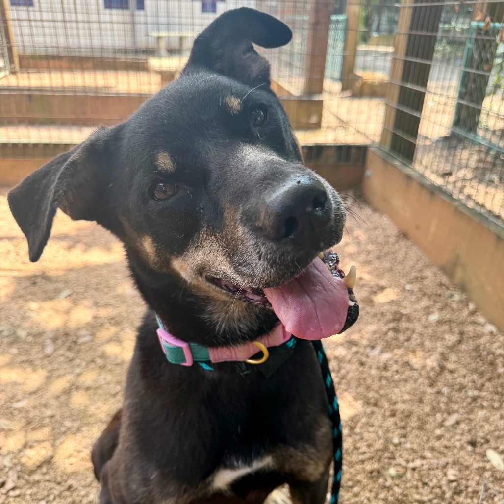 SUKI - Shepherd, German / Mix available for adoption