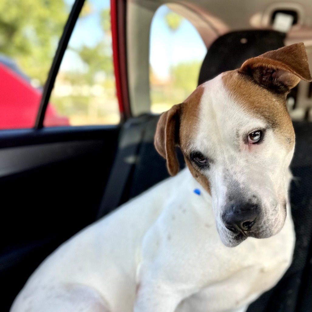 Sherman — thumbnail 2