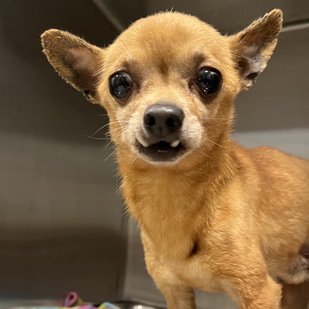 Plankton — thumbnail 2