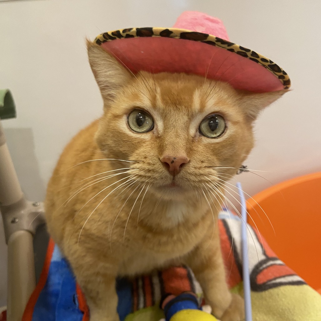 GARFIELD - Domestic Shorthair available for adoption