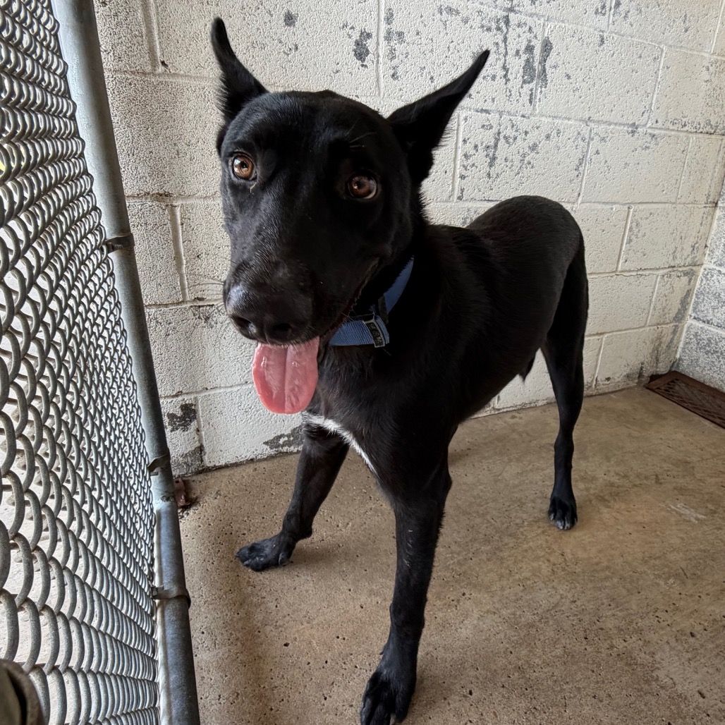 DOMINIC - Shepherd / Mixed Breed (Medium) available for adoption