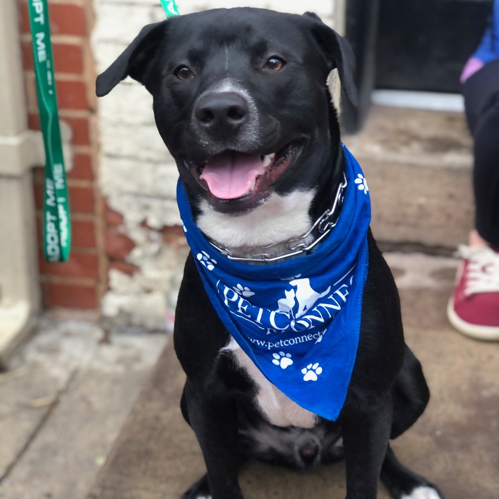 RANGO - Retriever, Black Labrador / Mixed Breed (Medium) for adoption in Frederick
