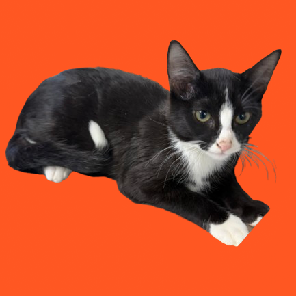 Tusc Stray 81858 2 3
