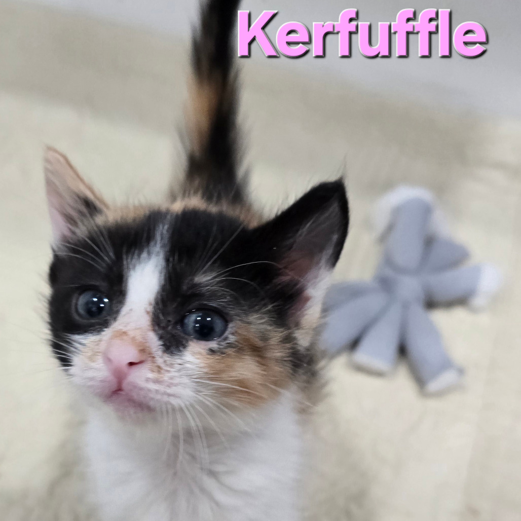 Kerfuffle, photo 2