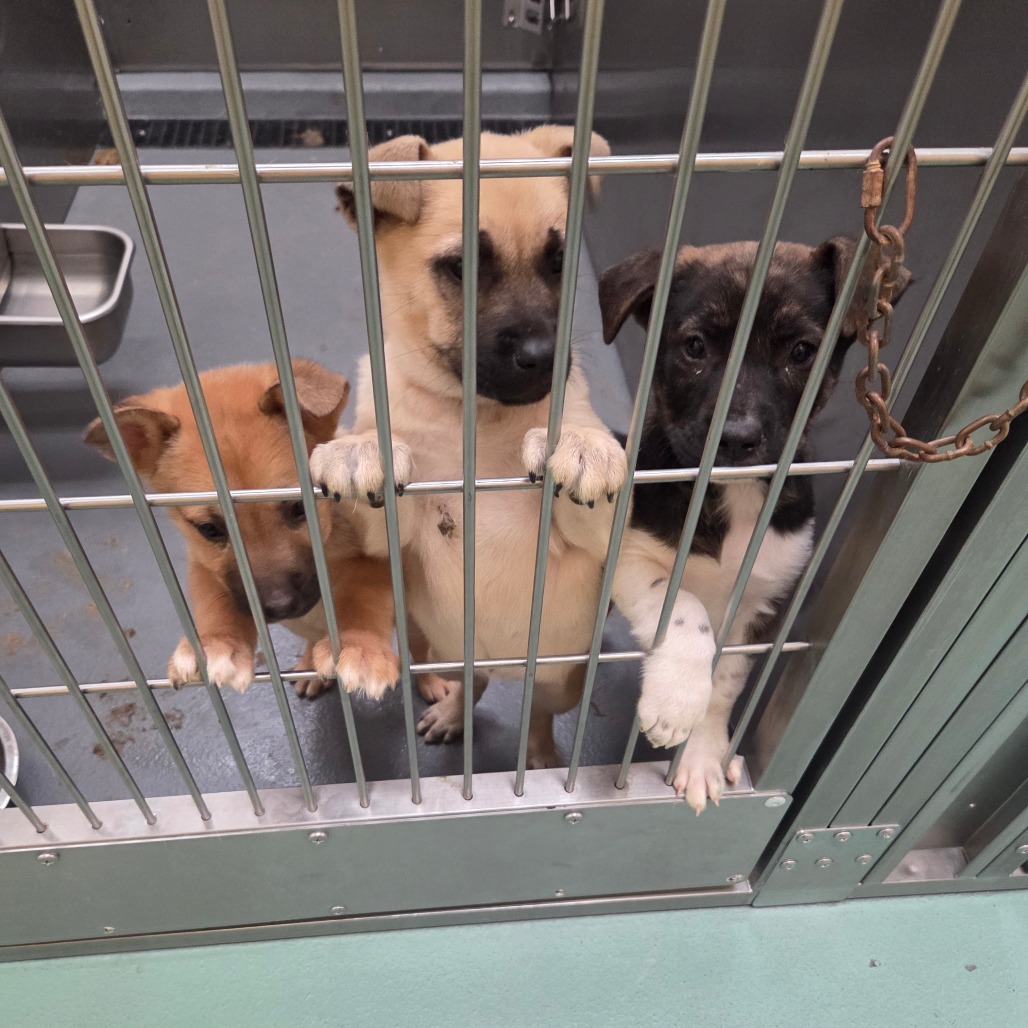 Aurelia — thumbnail 2