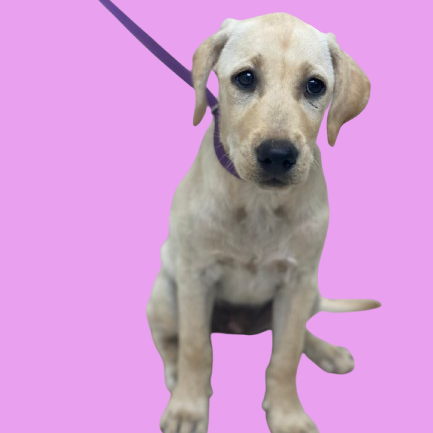  Photo of Biscuit