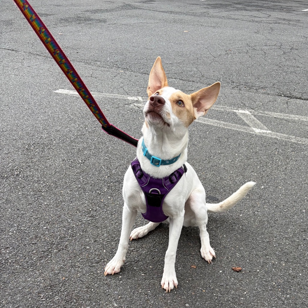 Desie, photo 14