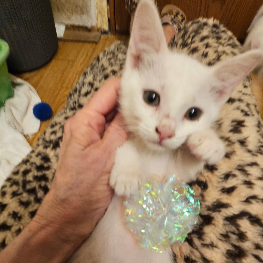 Luna, photo 4