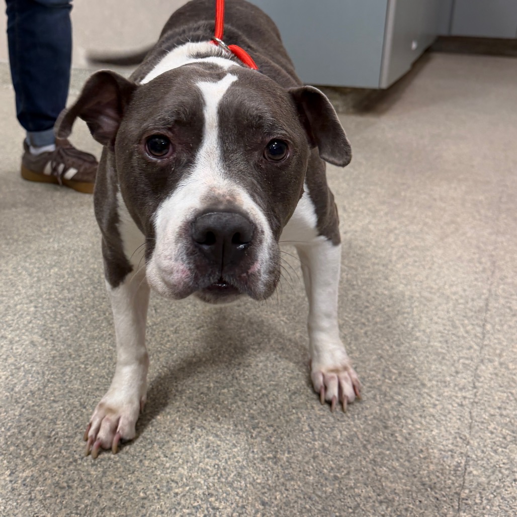 BUDDHA - Mixed Breed (Medium) available for adoption