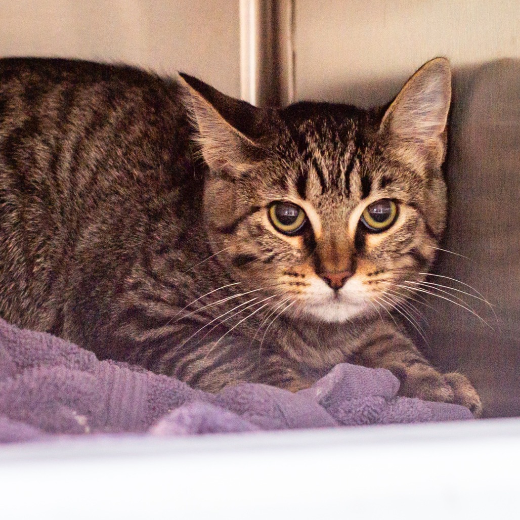BIBS - Domestic Shorthair / Mix available for adoption