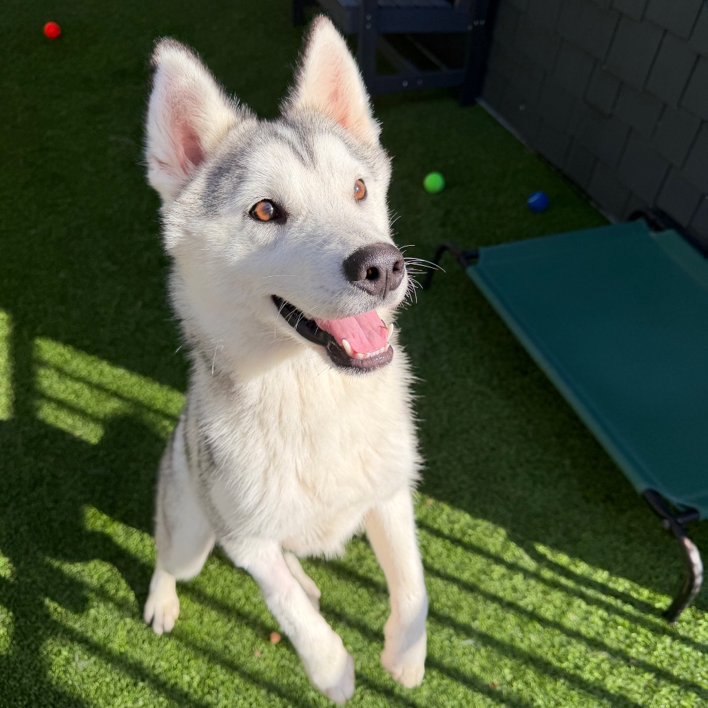 DOMINO - Husky available for adoption