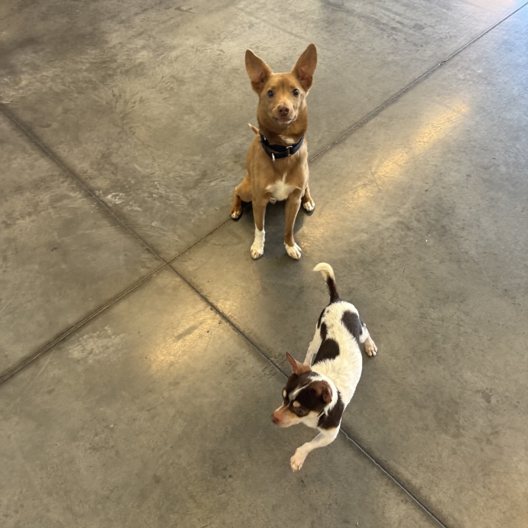 Photo of Zeplin and Aussie 8