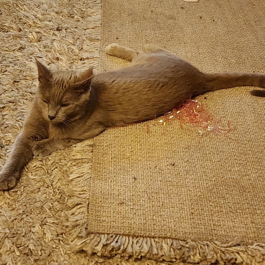TOBY - Domestic Shorthair available for adoption