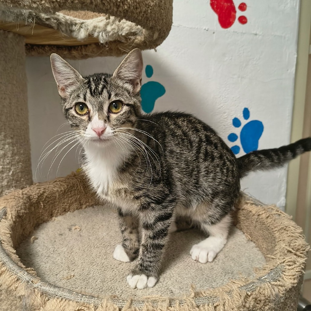 ASTRID - Domestic Shorthair available for adoption