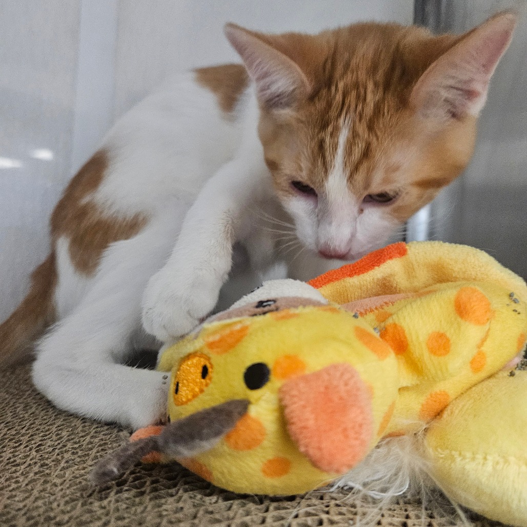 PEACH - Domestic Shorthair available for adoption