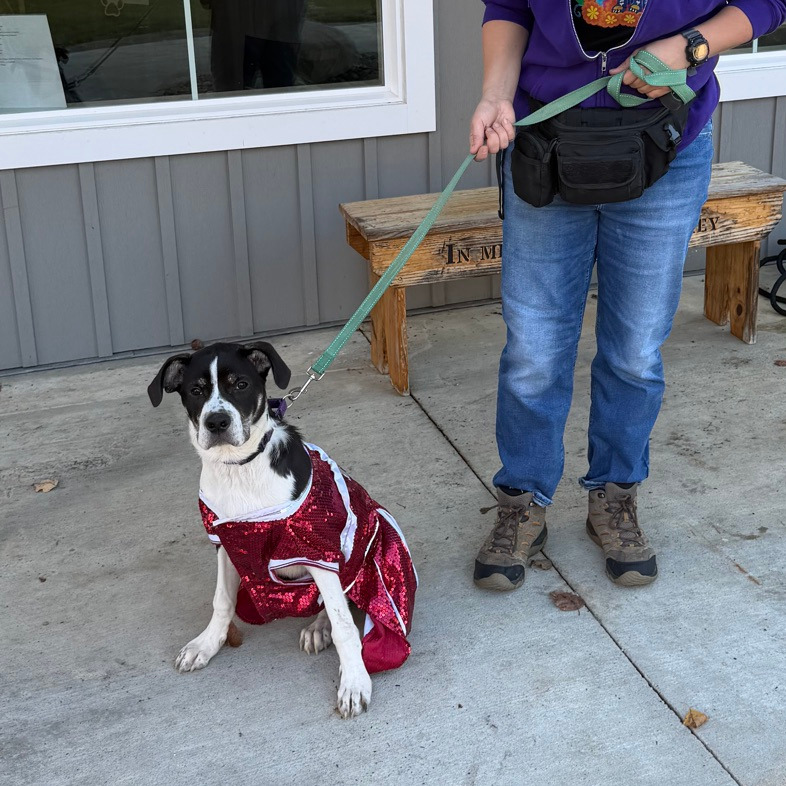Taffy, photo 27