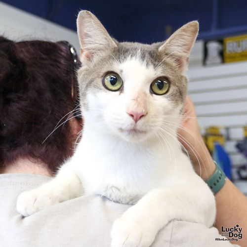 CYPRESS - Domestic Shorthair available for adoption